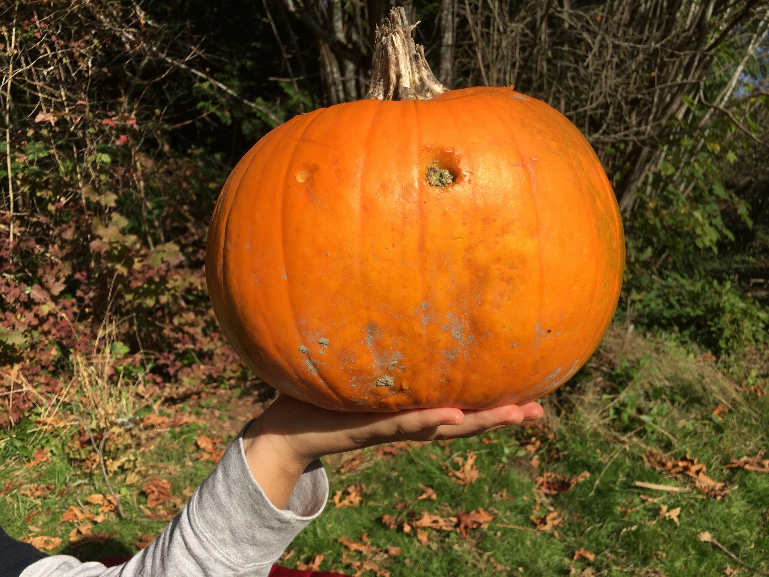 How to Make a Pumpkin Bong With Leftovers from your COVID Halloween