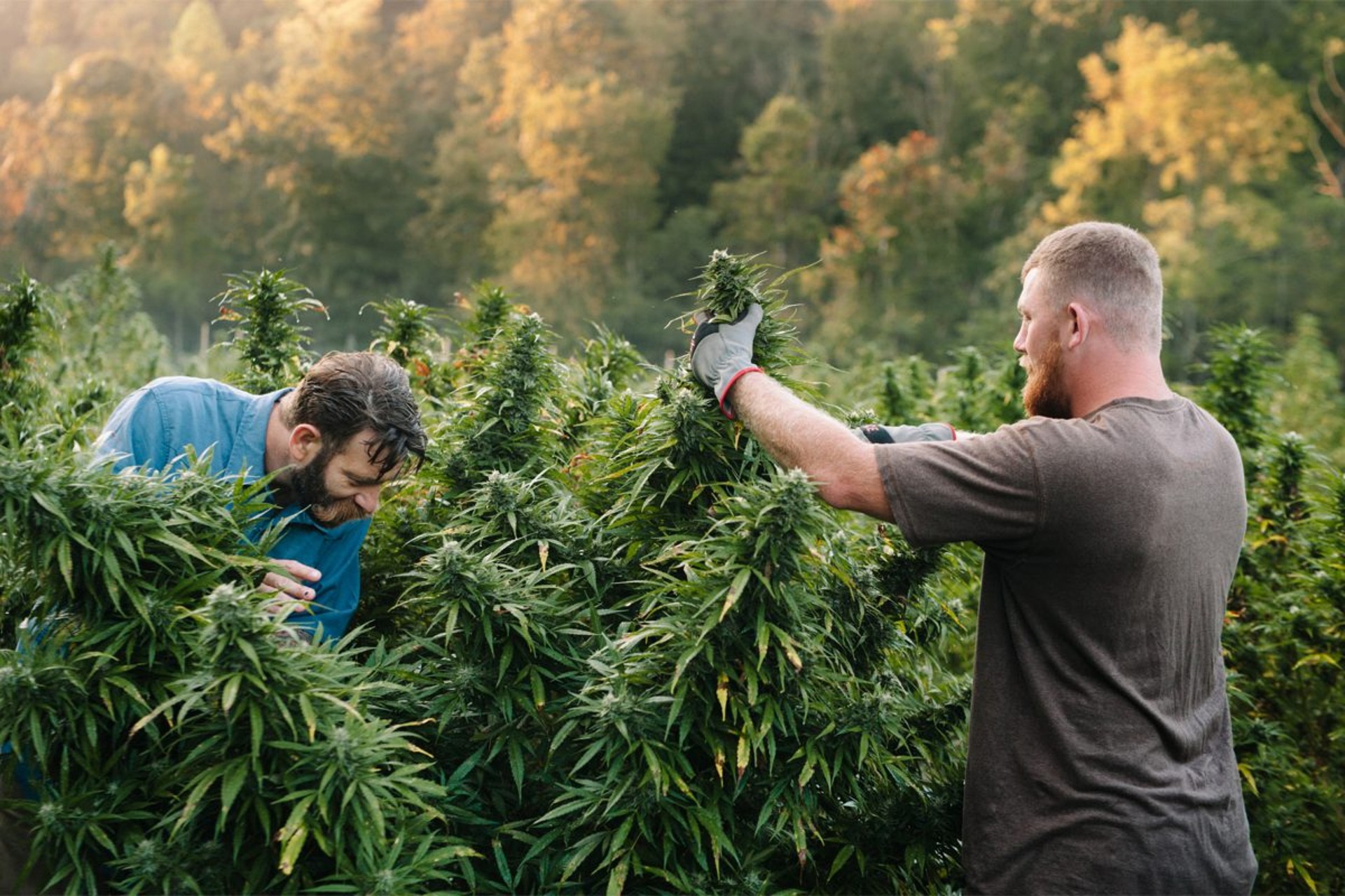 What Growers Should Know About Companion Crops for Cannabis