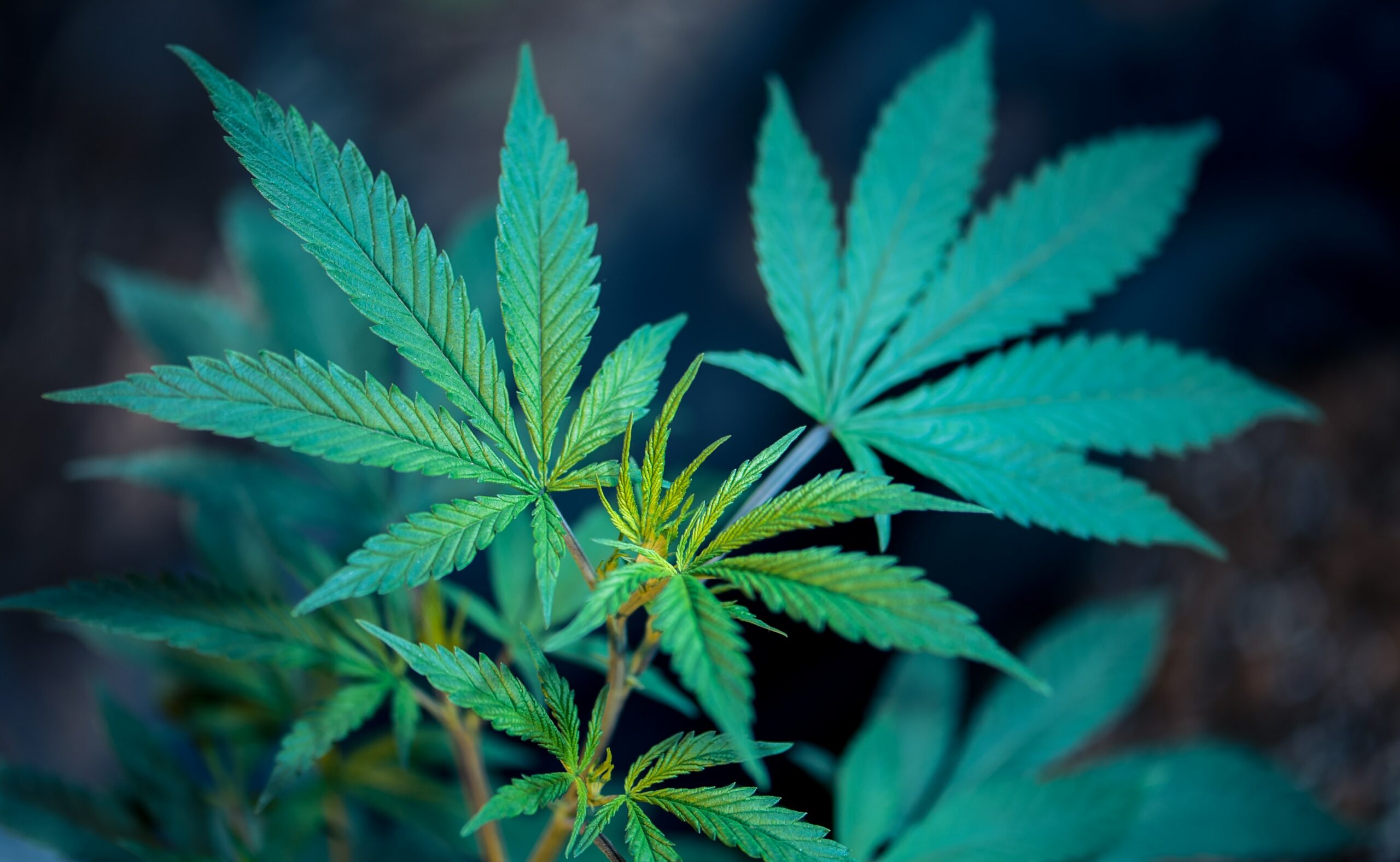Is Growing Cannabis in Washington Legal?