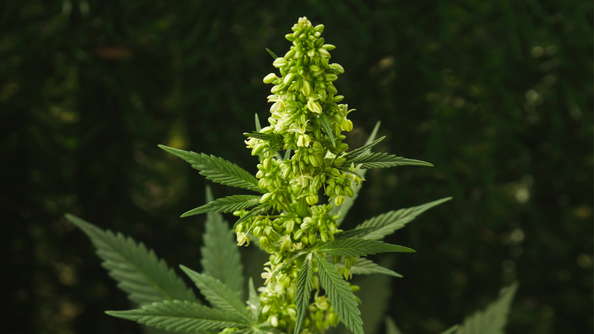What Does a Male Weed Plant Look Like?