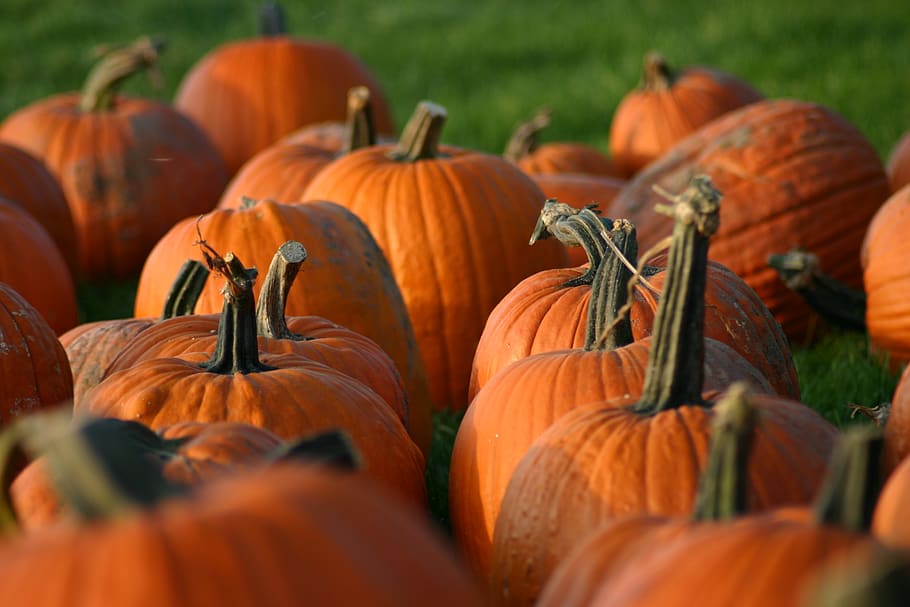Bellingham Fall Festivities: Visit a Whatcom County Pumpkin Patch