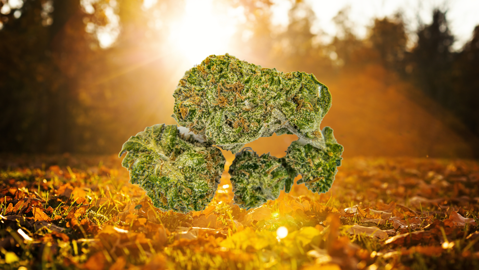 Celebrate the Season with Terpenes That Have a Fall Smell